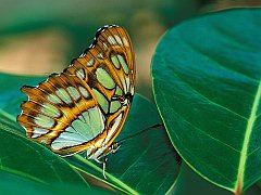 Malachite Butterfly